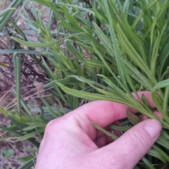 Xerochrysum viscosum at Bungendore, NSW - 24 Sep 2022