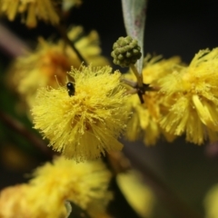 Unidentified Beetle (Coleoptera) at Albury, NSW - 24 Sep 2022 by KylieWaldon