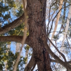 Acacia dealbata at Bungendore, NSW - 24 Sep 2022 08:20 AM