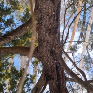 Acacia dealbata at Bungendore, NSW - 24 Sep 2022