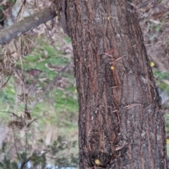 Acacia dealbata at Bungendore, NSW - 24 Sep 2022 08:20 AM