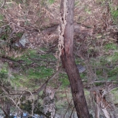 Acacia dealbata at Bungendore, NSW - 24 Sep 2022 08:20 AM