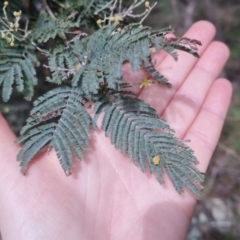 Acacia dealbata at Bungendore, NSW - 24 Sep 2022