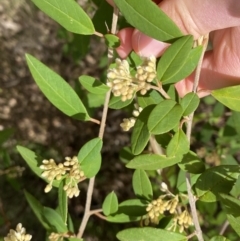 Pomaderris andromedifolia (Yellow Pomaderris) at Paddys River, ACT - 18 Sep 2022 by Ned_Johnston