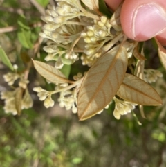 Pomaderris andromedifolia at Paddys River, ACT - 18 Sep 2022