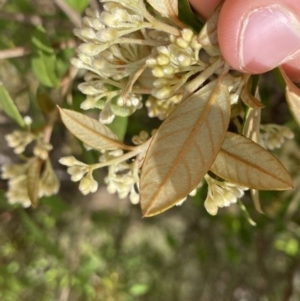 Pomaderris andromedifolia at Paddys River, ACT - 18 Sep 2022