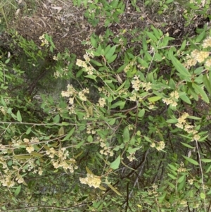 Pomaderris andromedifolia at Paddys River, ACT - 18 Sep 2022