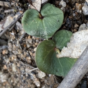 Acianthus sp. at Paddys River, ACT - suppressed