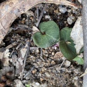 Acianthus sp. at Paddys River, ACT - suppressed