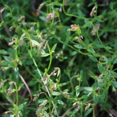 Gonocarpus tetragynus (Common Raspwort) at West Albury, NSW - 24 Sep 2022 by KylieWaldon