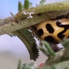 Cleobora mellyi (Southern Ladybird) at Bungendore, NSW - 23 Sep 2022 by clarehoneydove