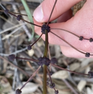 Lomandra multiflora at Molonglo Valley, ACT - 22 Sep 2022