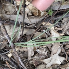 Lomandra multiflora at Molonglo Valley, ACT - 22 Sep 2022