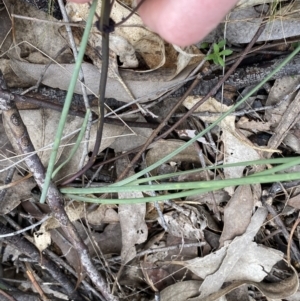 Lomandra multiflora at Molonglo Valley, ACT - 22 Sep 2022