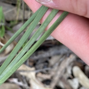 Lomandra multiflora at Molonglo Valley, ACT - 22 Sep 2022