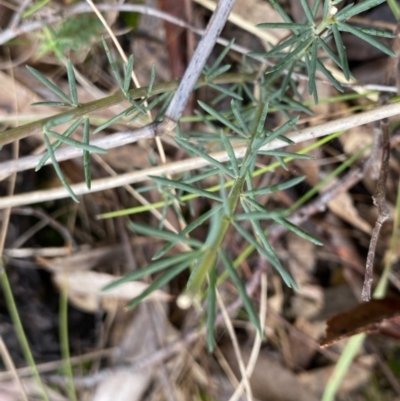 Gompholobium huegelii (pale wedge–pea) at Stromlo, ACT - 22 Sep 2022 by NedJohnston