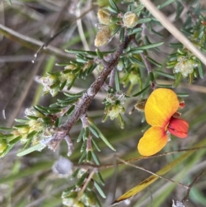 Dillwynia sericea at Stromlo, ACT - 22 Sep 2022 12:45 PM