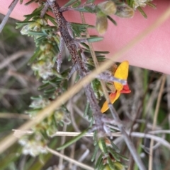 Dillwynia sericea at Stromlo, ACT - 22 Sep 2022