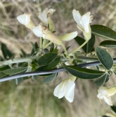 Chamaecytisus palmensis (Tagasaste, Tree Lucerne) at West Stromlo - 22 Sep 2022 by Ned_Johnston