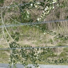 Chamaecytisus palmensis at Stromlo, ACT - 22 Sep 2022