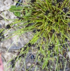 Schoenus apogon (Common Bog Sedge) at West Stromlo - 22 Sep 2022 by Ned_Johnston