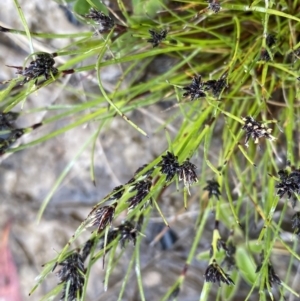 Schoenus apogon at Stromlo, ACT - 22 Sep 2022