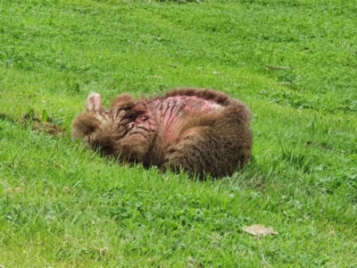 Vombatus ursinus (Bare-nosed Wombat, Common wombat) at Coree, ACT - 24 Sep 2022 by T.wanderer