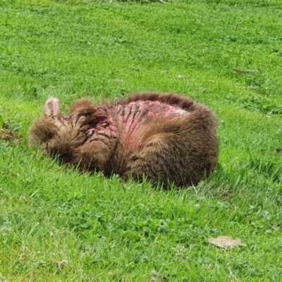 Vombatus ursinus (Common wombat, Bare-nosed Wombat) at Coree, ACT - 24 Sep 2022 by T.wanderer