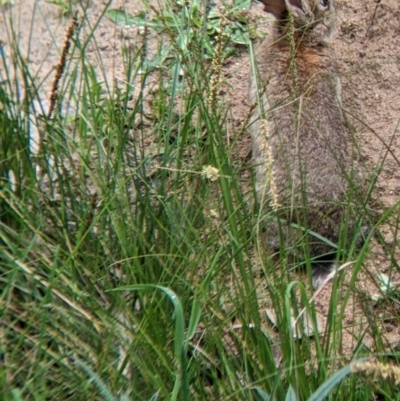 Oryctolagus cuniculus (European Rabbit) at Table Top, NSW - 24 Sep 2022 by Darcy