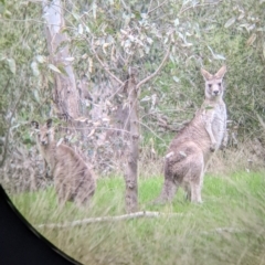 Macropus giganteus (Eastern Grey Kangaroo) at Table Top, NSW - 24 Sep 2022 by Darcy