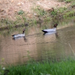 Chenonetta jubata (Australian Wood Duck) at Table Top, NSW - 24 Sep 2022 by Darcy