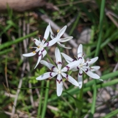 Wurmbea dioica subsp. dioica (Early Nancy) at Table Top, NSW - 24 Sep 2022 by Darcy