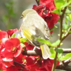 Ptilotula fusca (Fuscous Honeyeater) at Booth, ACT - 24 Sep 2022 by TomW