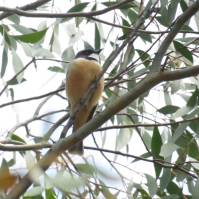 Pachycephala rufiventris (Rufous Whistler) at Booth, ACT - 24 Sep 2022 by TomW