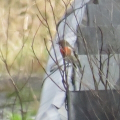 Petroica boodang (Scarlet Robin) at Booth, ACT - 24 Sep 2022 by TomW