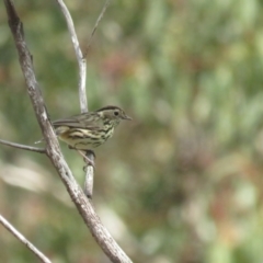Pyrrholaemus sagittatus (Speckled Warbler) at Booth, ACT - 24 Sep 2022 by BenW