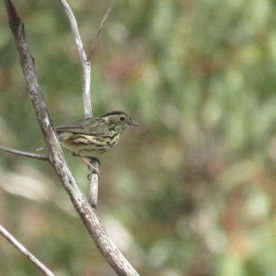 Pyrrholaemus sagittatus (Speckled Warbler) at Booth, ACT - 24 Sep 2022 by BenW