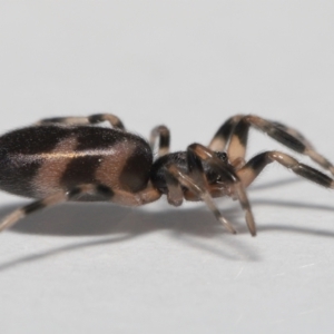 Lampona cylindrata at Evatt, ACT - 24 Sep 2022 03:42 PM