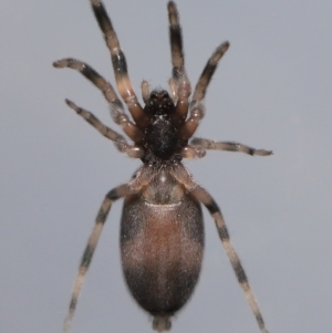 Lampona cylindrata at Evatt, ACT - 24 Sep 2022