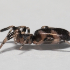 Lampona cylindrata at Evatt, ACT - 24 Sep 2022 03:42 PM