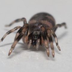 Lampona cylindrata at Evatt, ACT - 24 Sep 2022