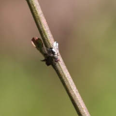Unidentified True fly (Diptera) at Albury, NSW - 24 Sep 2022 by KylieWaldon