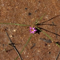 Romulea rosea var. australis (Onion Grass) at Albury, NSW - 24 Sep 2022 by KylieWaldon