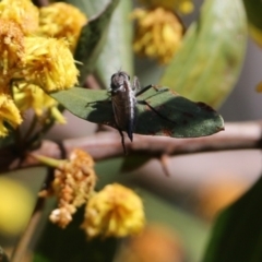 Unidentified Robber fly (Asilidae) at Albury, NSW - 24 Sep 2022 by KylieWaldon