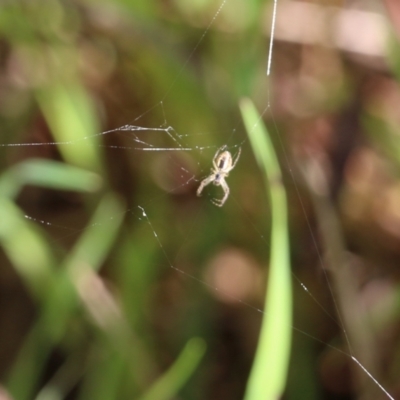 Araneidae (family) (Orb weaver) at Albury, NSW - 24 Sep 2022 by KylieWaldon