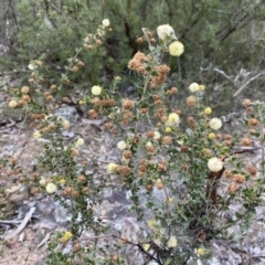 Acacia gunnii (Ploughshare Wattle) at Jerrabomberra, NSW - 23 Sep 2022 by Steve_Bok