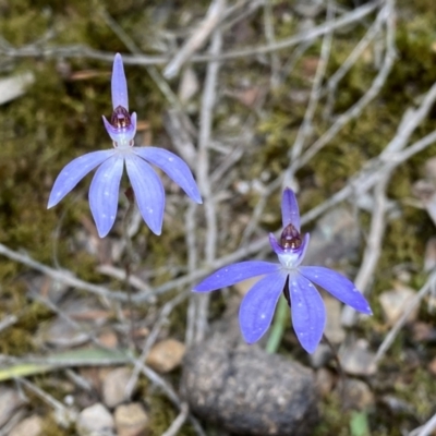 Cyanicula caerulea (Blue Fingers, Blue Fairies) at Jerrabomberra, NSW - 23 Sep 2022 by SteveBorkowskis