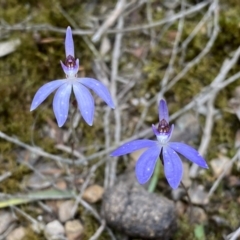 Cyanicula caerulea at Jerrabomberra, NSW - 23 Sep 2022