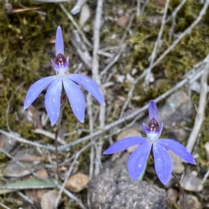 Cyanicula caerulea at Jerrabomberra, NSW - 23 Sep 2022