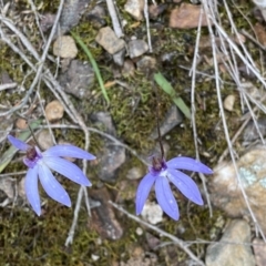 Cyanicula caerulea at Jerrabomberra, NSW - suppressed